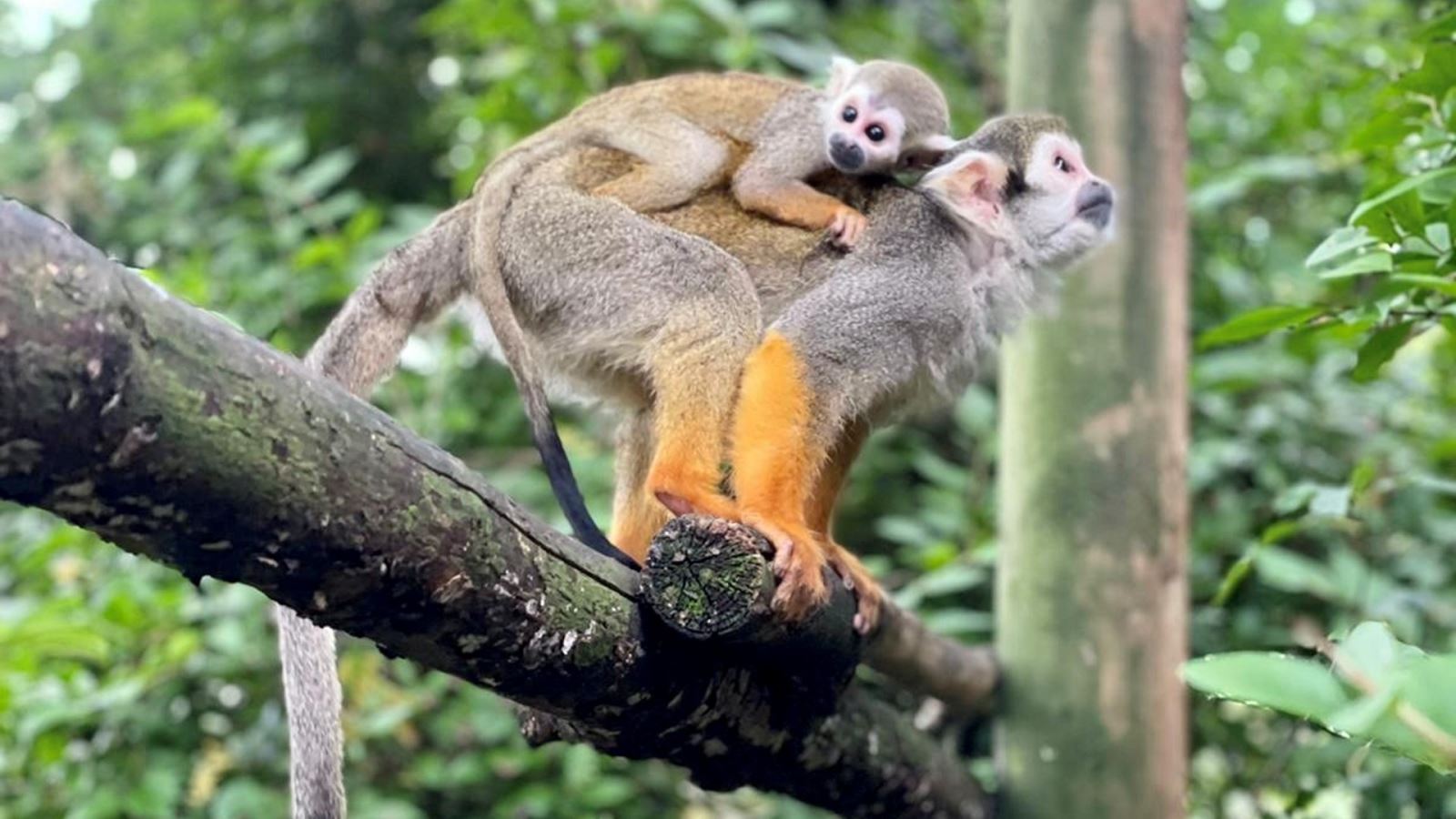 Squirrel Monkey